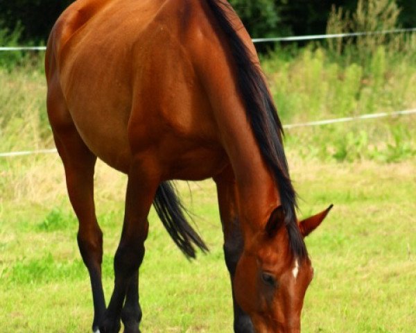 Pferd Felix (sonstiges Warmblut, 2001)