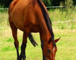 horse Felix (sonstiges Warmblut, 2001)