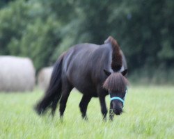 horse Knolle 3 (Shetland Pony, 2011)