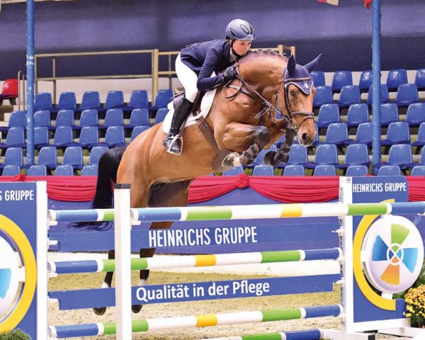 jumper Speranza (Oldenburg show jumper, 2012, from Stafford Esc)