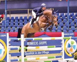 jumper Speranza (Oldenburg show jumper, 2012, from Stafford Esc)