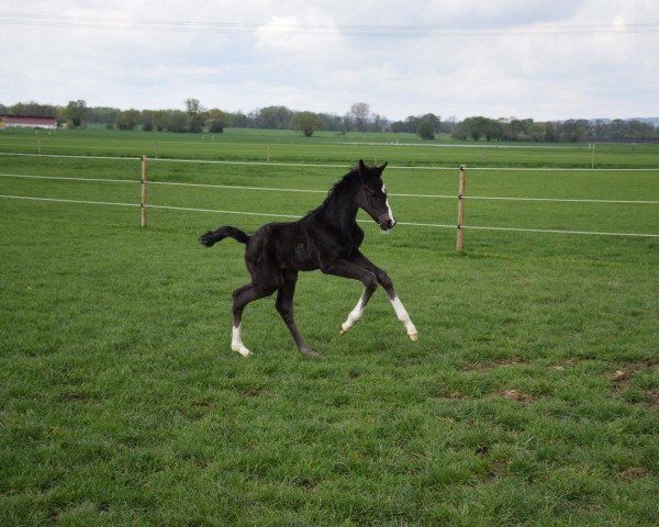 dressage horse Gintano Gold W (German Sport Horse, 2016, from Goldberg 15)