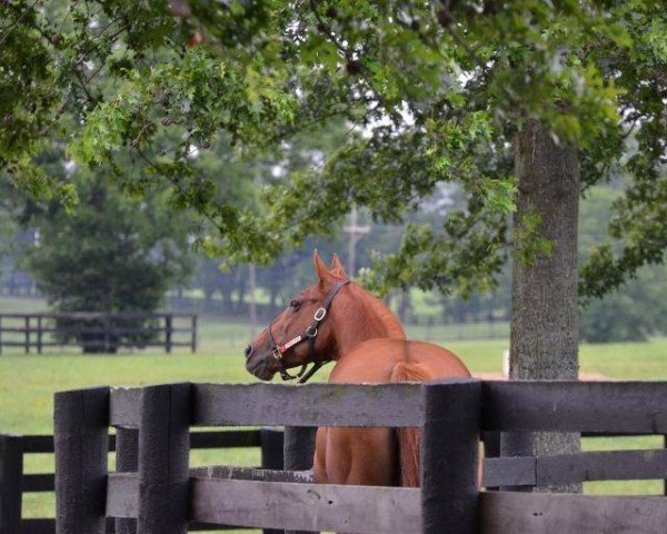 broodmare D´Wildcat Speed xx (Thoroughbred, 2000, from Forest Wildcat xx)