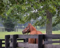 broodmare D´Wildcat Speed xx (Thoroughbred, 2000, from Forest Wildcat xx)