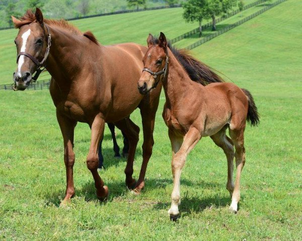 horse Hengst von Medaglia d´Oro xx (Thoroughbred, 2017, from Medaglia d'Oro xx)