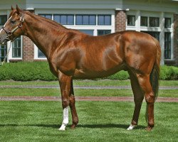 stallion City Zip xx (Thoroughbred, 1998, from Carson City xx)