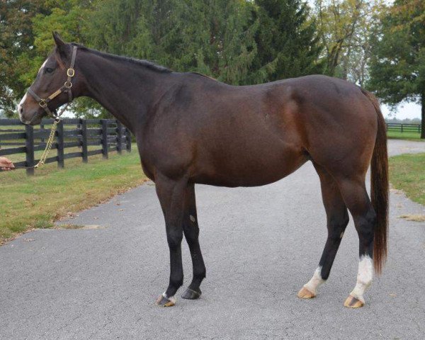 broodmare Dashing Debby xx (Thoroughbred, 2007, from Medaglia d'Oro xx)