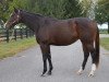 broodmare Dashing Debby xx (Thoroughbred, 2007, from Medaglia d'Oro xx)