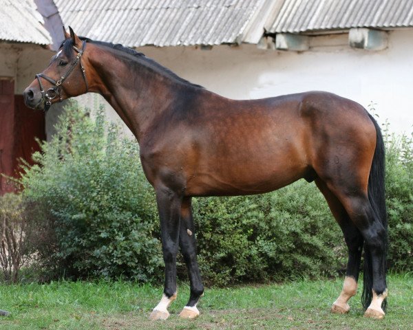 stallion Aromats (Holsteiner, 1999, from Acorado I)