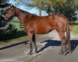 broodmare Clay's Rocket xx (Thoroughbred, 2001, from American Chance xx)