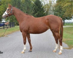 broodmare Christine Daae xx (Thoroughbred, 2007, from Giant's Causeway xx)