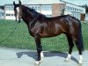 stallion Vanders (Hanoverian, 1984, from Vandals)