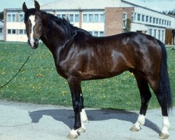 stallion Vanders (Hanoverian, 1984, from Vandals)