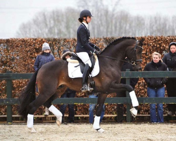 dressage horse First Promise (Oldenburg, 2010, from Fidertanz)