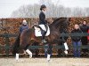 dressage horse First Promise (Oldenburg, 2010, from Fidertanz)