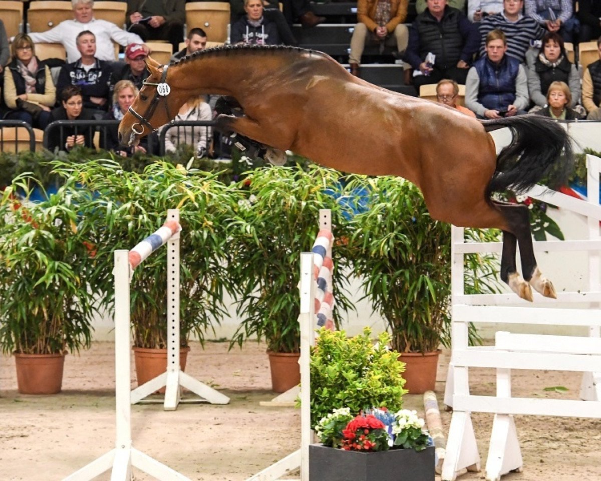 stallion United Way (Holsteiner, 2015, from Uriko)