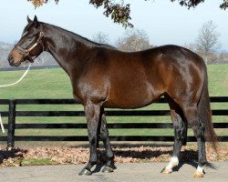 broodmare Catch the Moon xx (Thoroughbred, 2009, from Malibu Moon xx)