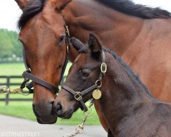 horse Stute von Cairo Prince xx (Thoroughbred, 2016, from Cairo Prince xx)