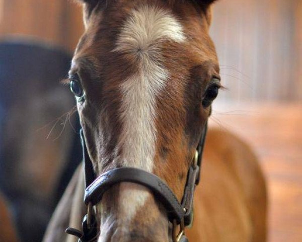 horse Stute von Giant´s Causeway xx (Thoroughbred, 2016, from Giant's Causeway xx)