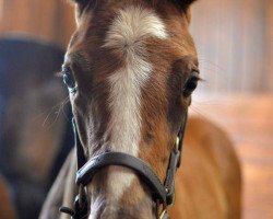 horse Stute von Giant´s Causeway xx (Thoroughbred, 2016, from Giant's Causeway xx)