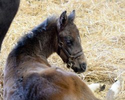 horse Hengst von Medaglia d´Oro xx (Thoroughbred, 2015, from Medaglia d'Oro xx)