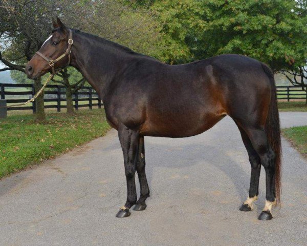 broodmare Bella Dorato xx (Thoroughbred, 2003, from Goldminers Gold xx)