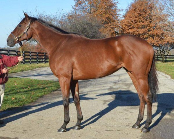 broodmare Authenticity xx (Thoroughbred, 2007, from Quiet American xx)