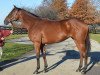 broodmare Authenticity xx (Thoroughbred, 2007, from Quiet American xx)