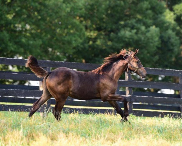 horse Dawns Dancer xx (Thoroughbred, 2017, from Curlin xx)