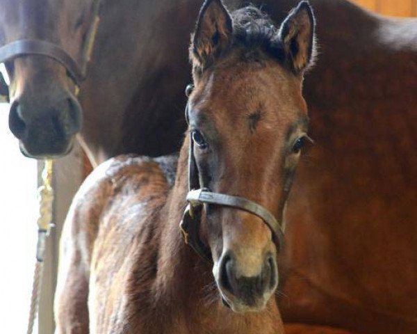 broodmare Tapping Pearl xx (Thoroughbred, 2016, from Tapit xx)