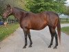 broodmare Cat Dancer xx (Thoroughbred, 2002, from Storm Cat xx)