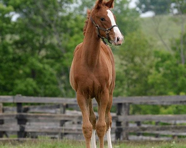 horse All Net xx (Thoroughbred, 2015, from Graydar xx)