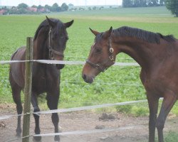 horse Walentina (Hanoverian, 2001, from Woronow)