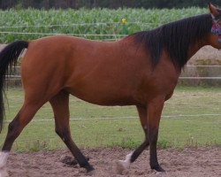 horse Gamina (Arabian, 2013, from Galan Baju Kubera ox)