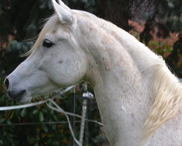 horse SILVANO ox (Arabian thoroughbred, 2007, from TAREK IBN TALAL)