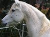 horse SILVANO ox (Arabian thoroughbred, 2007, from Tarek Ibn Talal)