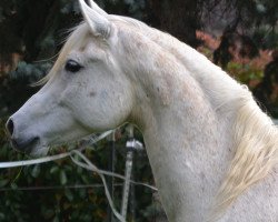 horse SILVANO ox (Arabian thoroughbred, 2007, from Tarek Ibn Talal)