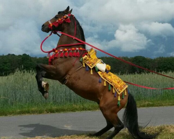 Deckhengst Galan Baju Kubera ox (Vollblutaraber, 1992, von El Konto ox)