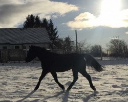 horse Hamira (Deutsches Reitpony, 2010, from Honeymoon Star)