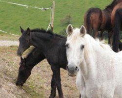 broodmare Mille Fleurs (Trakehner, 1984, from Herzkoenig)