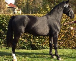 horse Eyecatcher S (Sachs-door. Heavy Warmbl., 2015, from Erdokan)