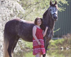 horse Bodethal's Non Stop 2 (German Riding Pony, 2012, from Speyksbosch Nelson)