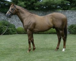 stallion Hennessy xx (Thoroughbred, 1993, from Storm Cat xx)