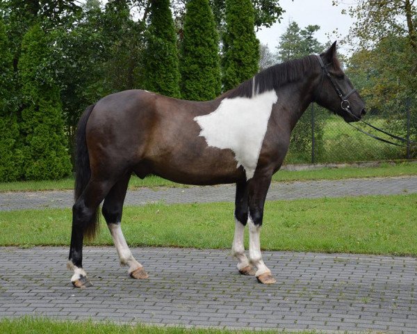 Pferd Libero (Polnisches Warmblut, 2014)