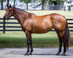 broodmare Red Cognac xx (Thoroughbred, 2006, from Hennessy xx)