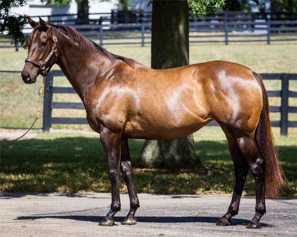 broodmare Rena xx (Thoroughbred, 2006, from More Than Ready xx)