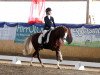 dressage horse Sun of Soul (German Riding Pony, 2011, from Skargens Spartakus)