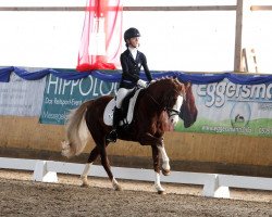 Dressurpferd Sun of Soul (Deutsches Reitpony, 2011, von Skargens Spartakus)