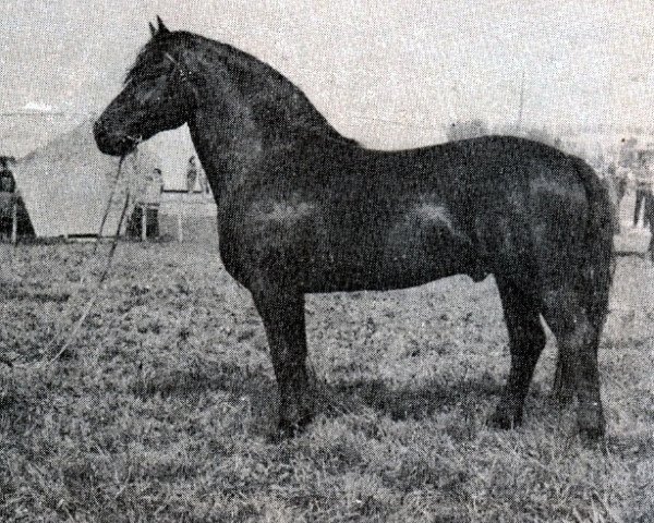 Deckhengst Stasis (Lettisches Warmblut, 1979, von Stiprais)