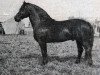 stallion Stasis (Latvian Warmblood, 1979, from Stiprais)